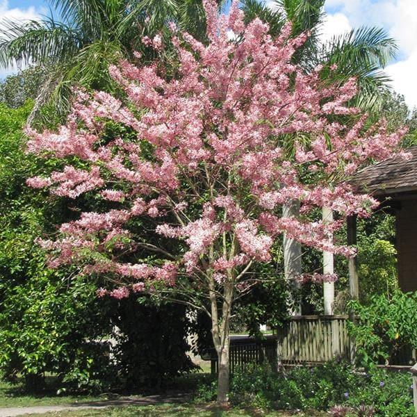 Cassia Nodosa, Nodasa - 0.5 kg Seeds - Image 2