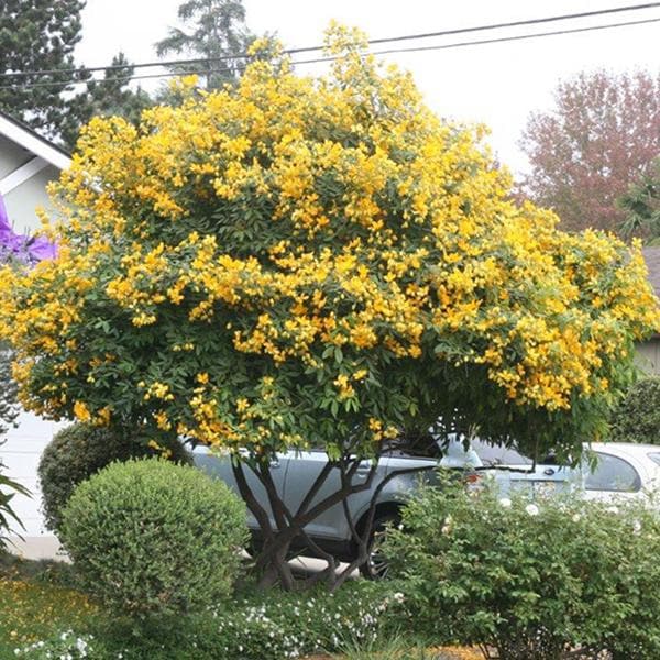 Cassia Siamea, Kased - 0.5 kg Seeds - Image 3