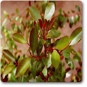 Catha edulis - Plant