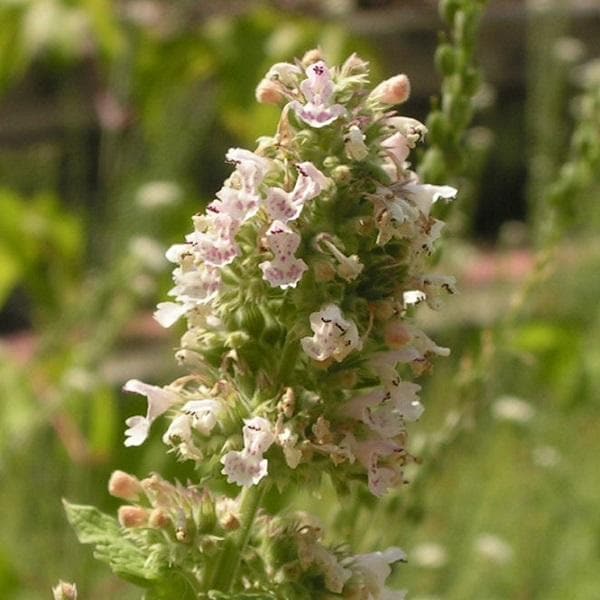 Catnip, Catmint, Nepta - Plant