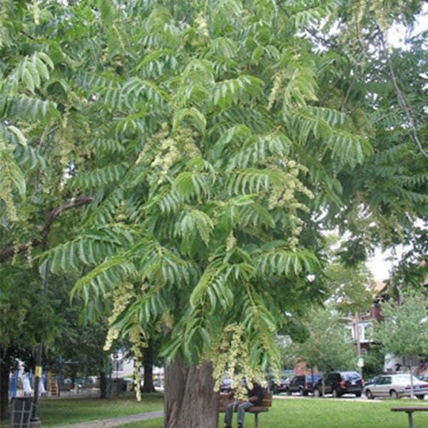Cedrela Toona, Indian Cedar - 0.5 kg Seeds - Image 2
