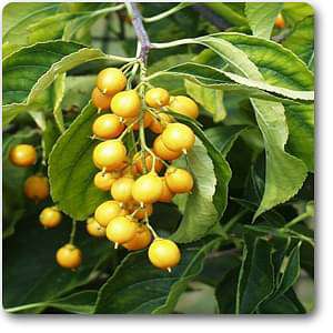 Celastrus scandens - Plant