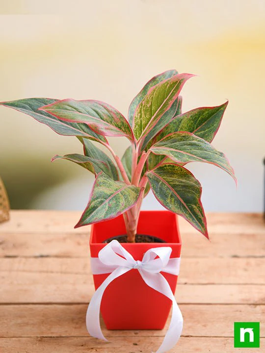 Celebrate Anniversary with Aglaonema Plant - Image 2