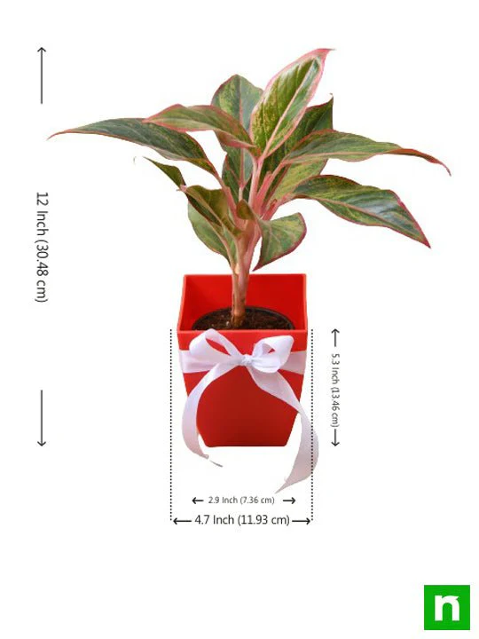 Celebrate Anniversary with Aglaonema Plant - Image 3