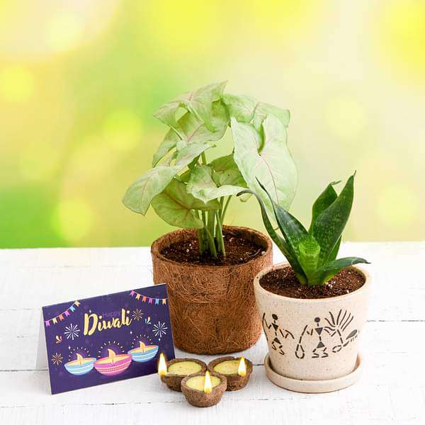Celebrate Clean Diwali with Air Purifier Plants and Eco Friendly Diyas