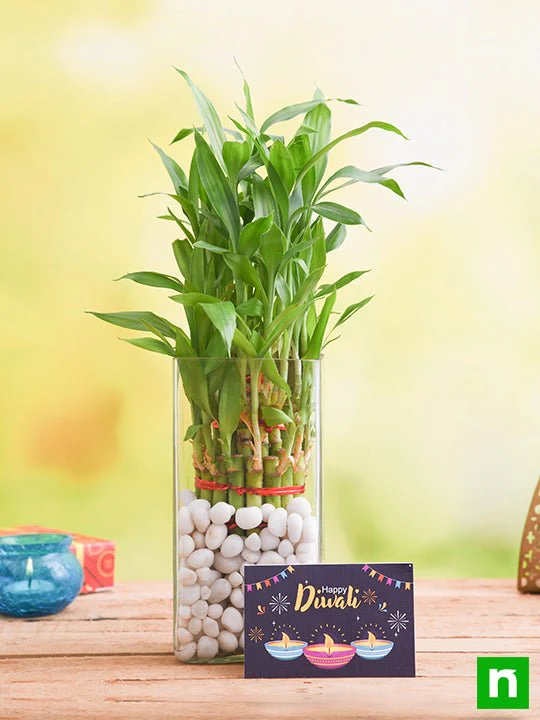 Celebrate Diwali with 3 Layer Lucky Bamboo Plant - Image 2