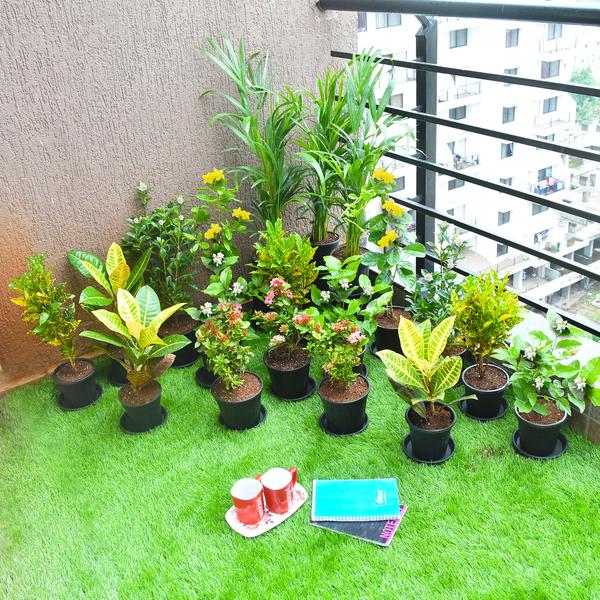 Celebrate Diwali with Flowering and Foliage Garden Plants