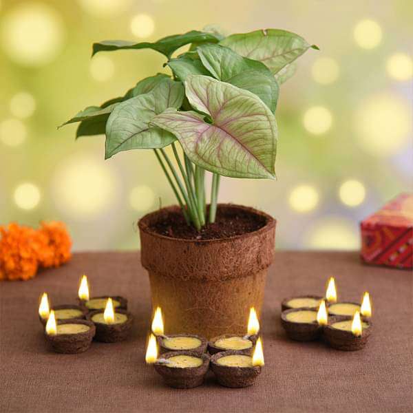 Celebrate Eco Friendly Diwali with Syngonium Plant - Image 2