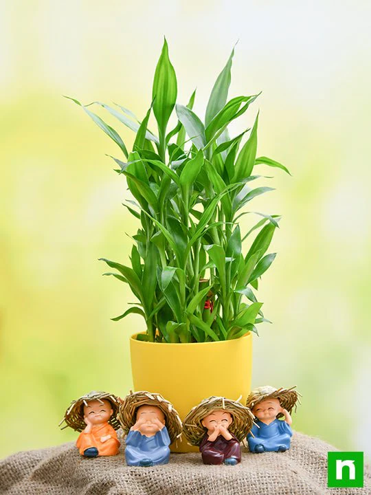 Celebrate Happiness with 3 Layer Lucky Bamboo and Cute Monks - Image 2