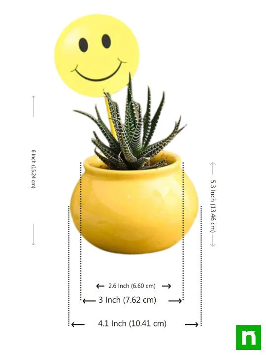 Celebrate Happiness with Haworthia in Ceramic Pot - Image 2