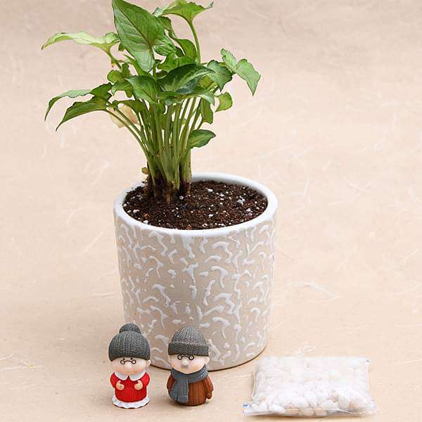 Celebrate years of togetherness with Dada - Dadi - Miniature Garden - Image 2