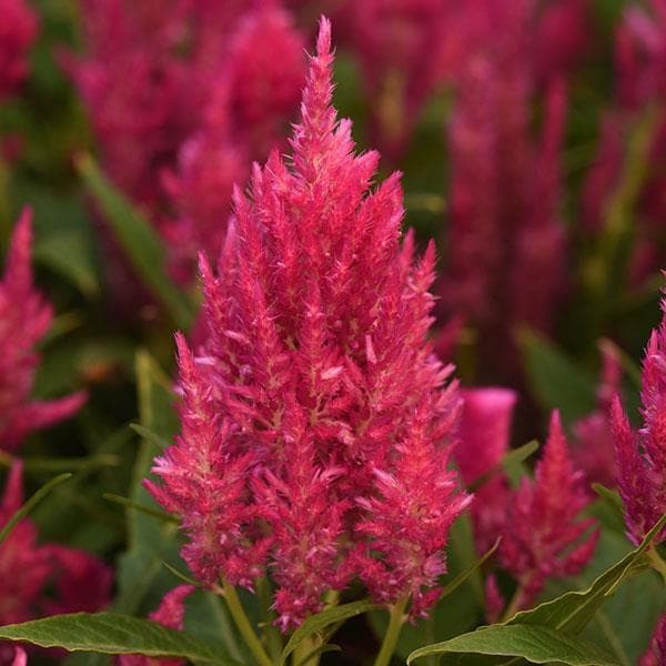 Celosia (Pink) - Plant