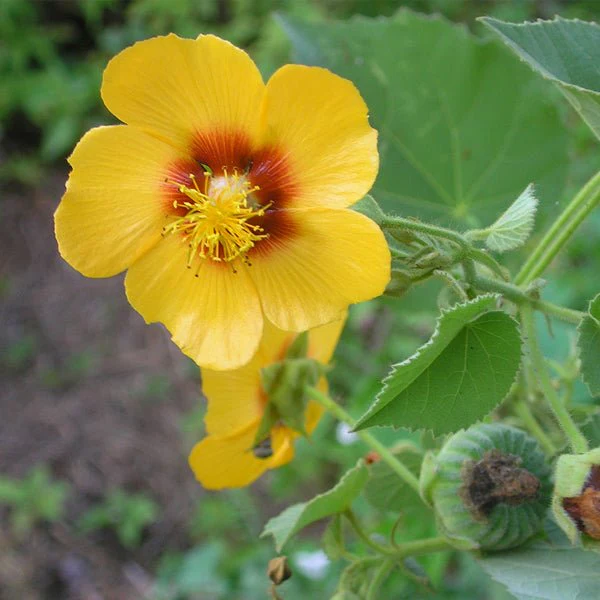 Abutilon persicum - Plant