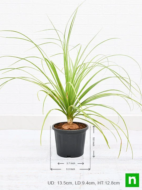 Pony Tail Palm, Beaucarnea Recurvata - Plant - Image 3