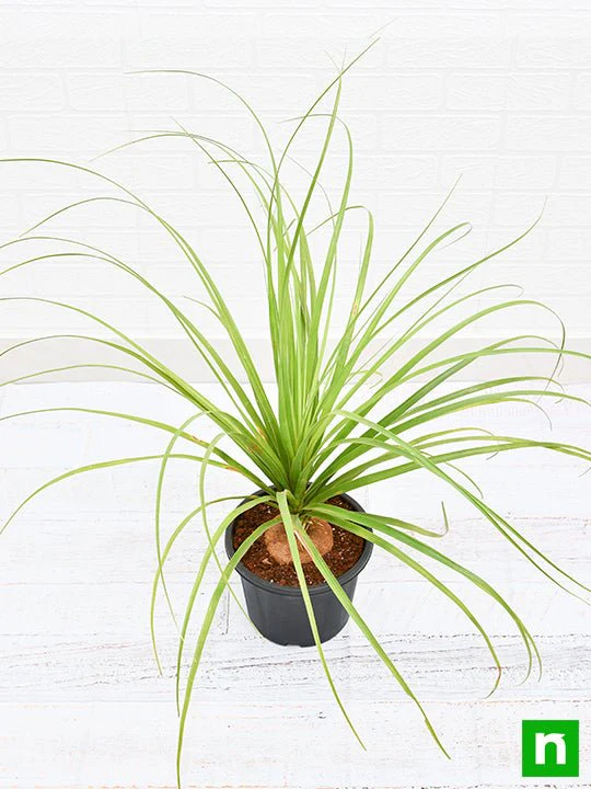 Pony Tail Palm, Beaucarnea Recurvata - Plant - Image 4
