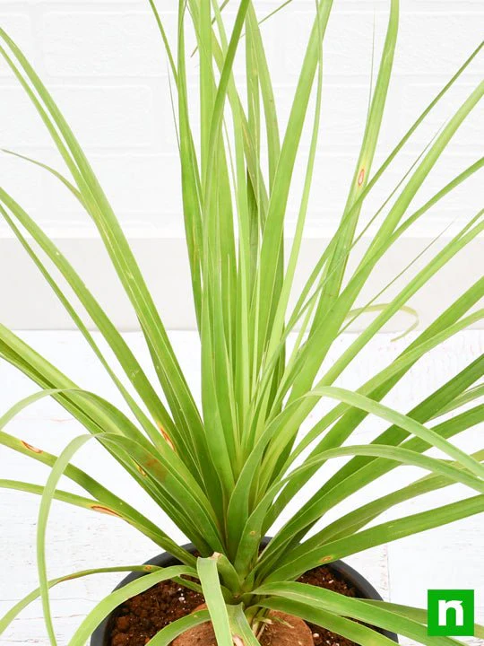 Pony Tail Palm, Beaucarnea Recurvata - Plant - Image 5