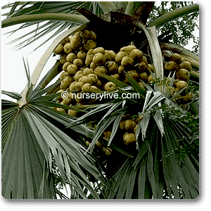 Borassus flabellifer - Plant