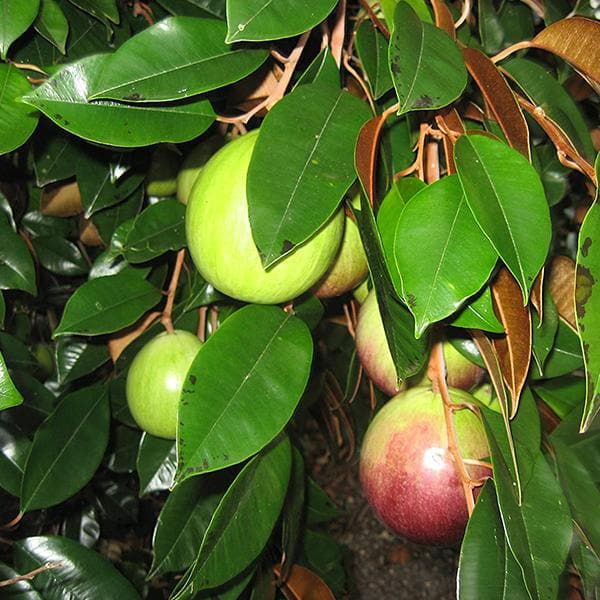 Chrysophyllum cainito - Plant