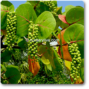 Coccoloba uvifera variegated - Plant