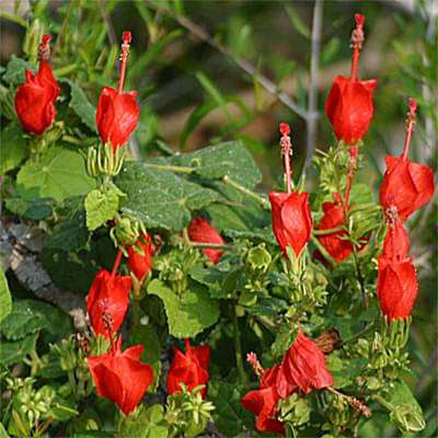 Malvaviscus arboreus rosea - Plant