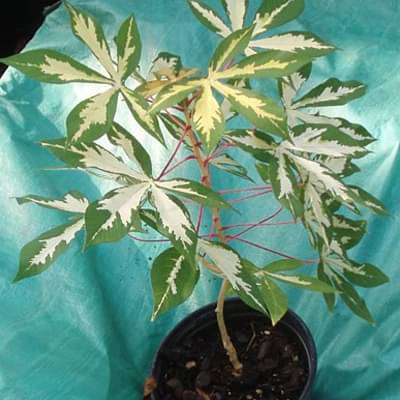 Manihot esculanta variegata - Plant