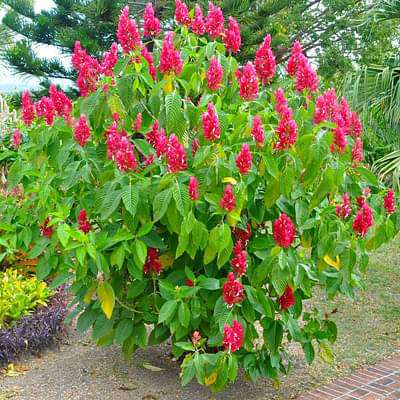 Megakepasma erythrochlamys - Plant