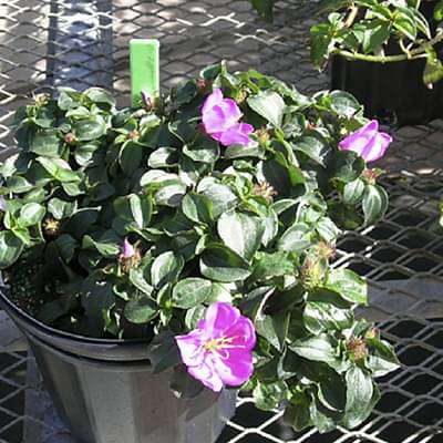 Melastoma decemfidum - Plant