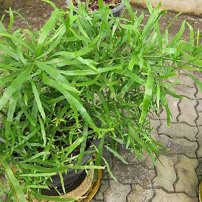 Muehlenbeckia platyclada - Plant