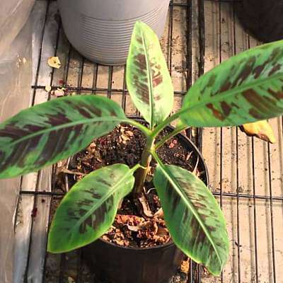 Musa zebrina - Plant