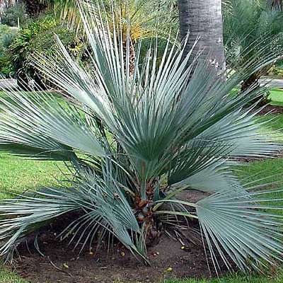 Nannarophs ritchiana - Plant