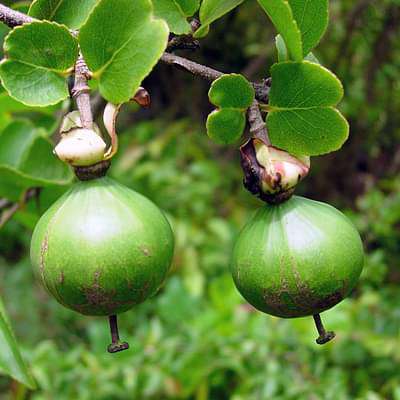 Oncoba spinosa - Plant
