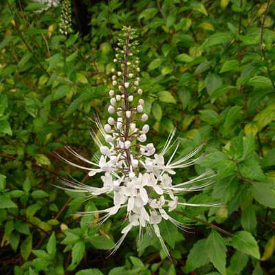 Orthosiphon stamineus - Plant