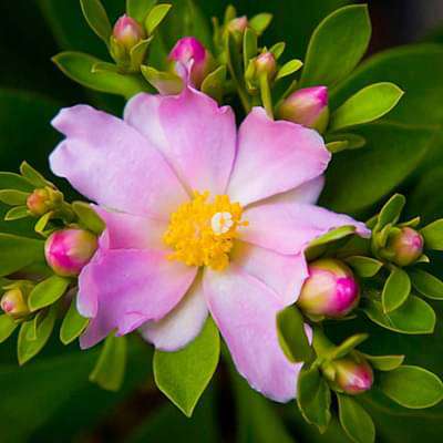 Pereskia corrugata - Succulent Plant