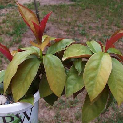 Pereskia godseffiana - Plant