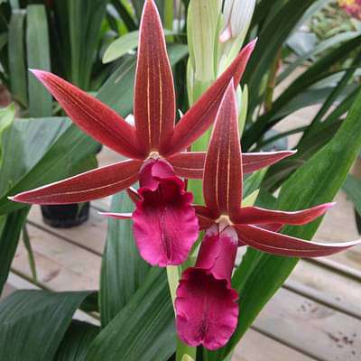 Phaius tankervilleae - Plant