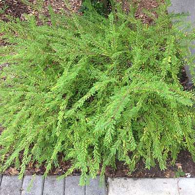 Phyllanthus multiflorus - Plant