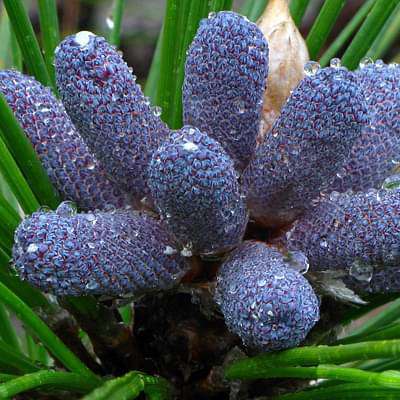 Pinus longifolia - Plant