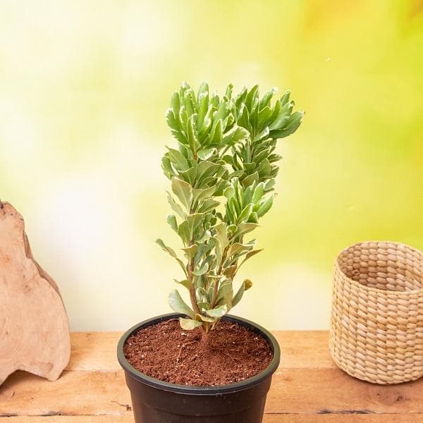 Pittosporum tobira variegata - Plant