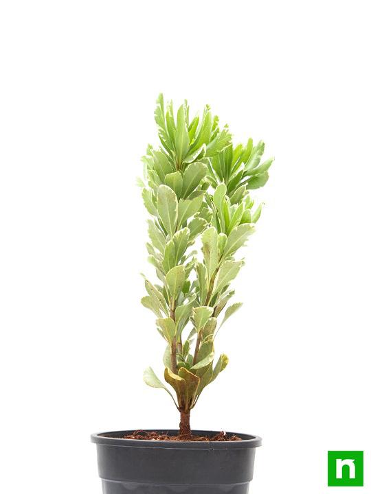 Pittosporum tobira variegata - Plant - Image 3