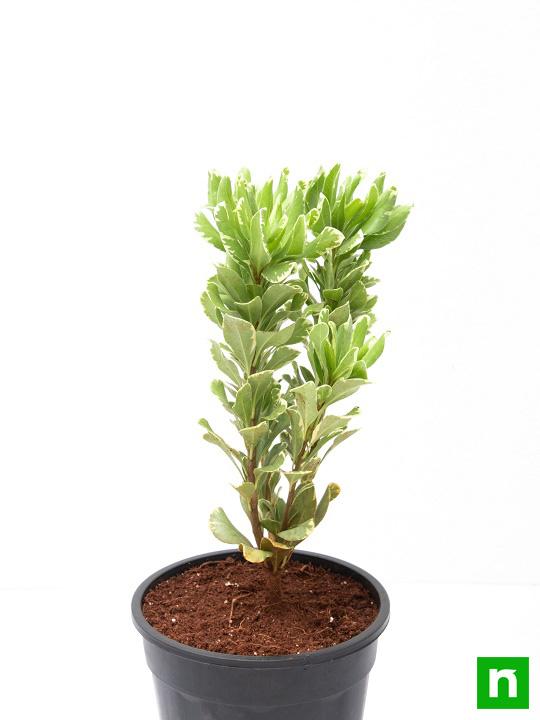 Pittosporum tobira variegata - Plant - Image 4