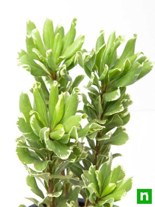Pittosporum tobira variegata - Plant - Image 5