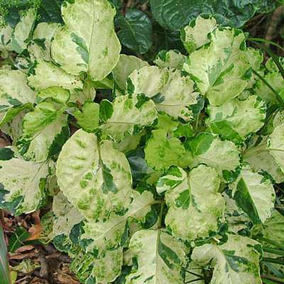 Polyscias balfouriana pennockii - Plant