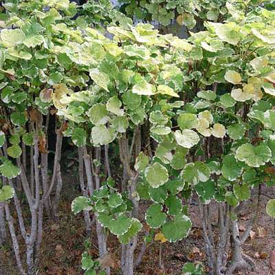 Polyscias balfouriana - Plant