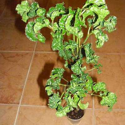 Polyscias guilfoylei crispa - Plant