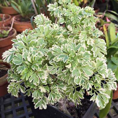 Polyscias guilfoylei victoriae - Plant