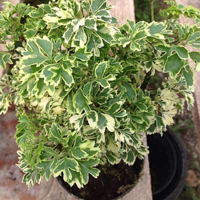 Polyscias paniculata variegata - Plant