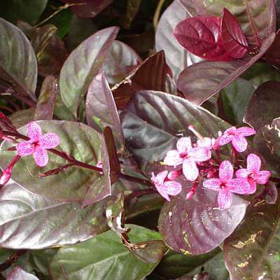 Pseudoeranthemum artopurpureum tonga - Plant - Image 2