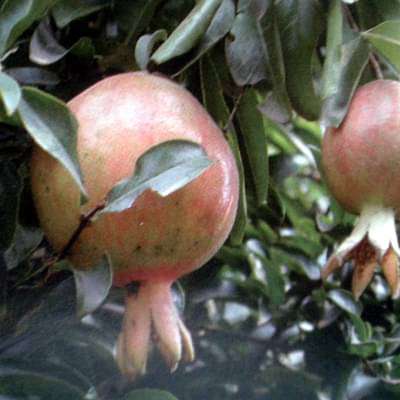 Punica granatum ganesh - Plant
