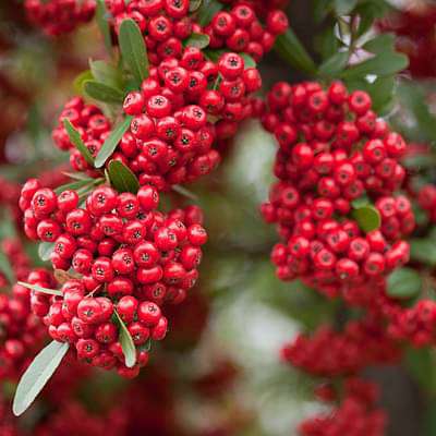 Pyracantha fortuneana graberi - Plant