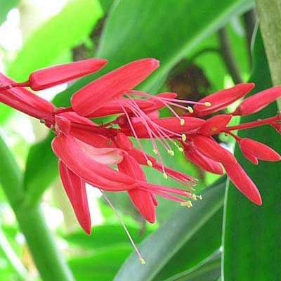 Quassia amara - Plant